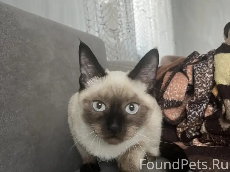 Пропала кошка Буся, СХТ