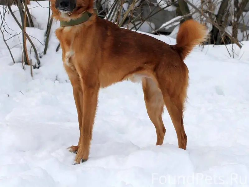 Пропал пёс Ричард, Северный Рейд