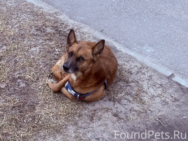 Найден щенок, Победы 8