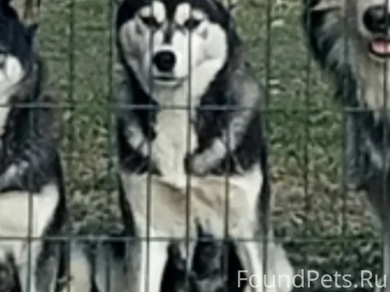 Пропала собака Юки, Белгородская область