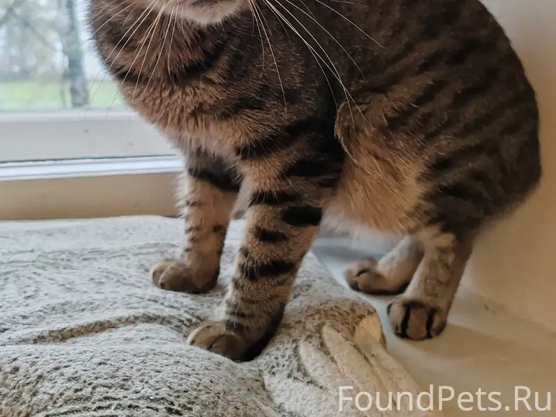 Найден кот, ул. Архитектурная