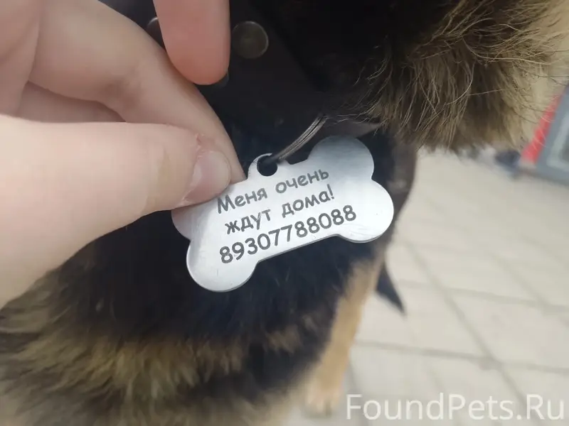 Пропала собака, Мценск