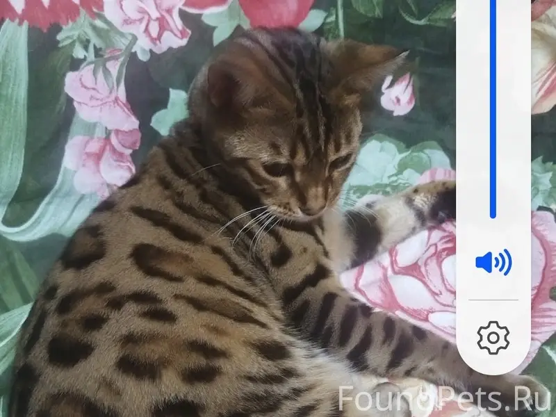 Пропал Бенгал Феликс, район снт «Олимпийский»