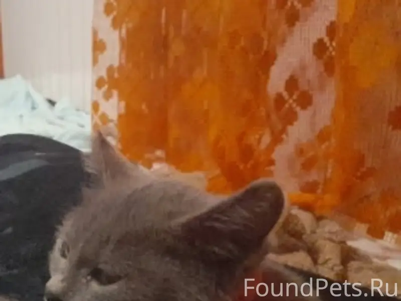 Пропала кошка Грейси, Волгоград
