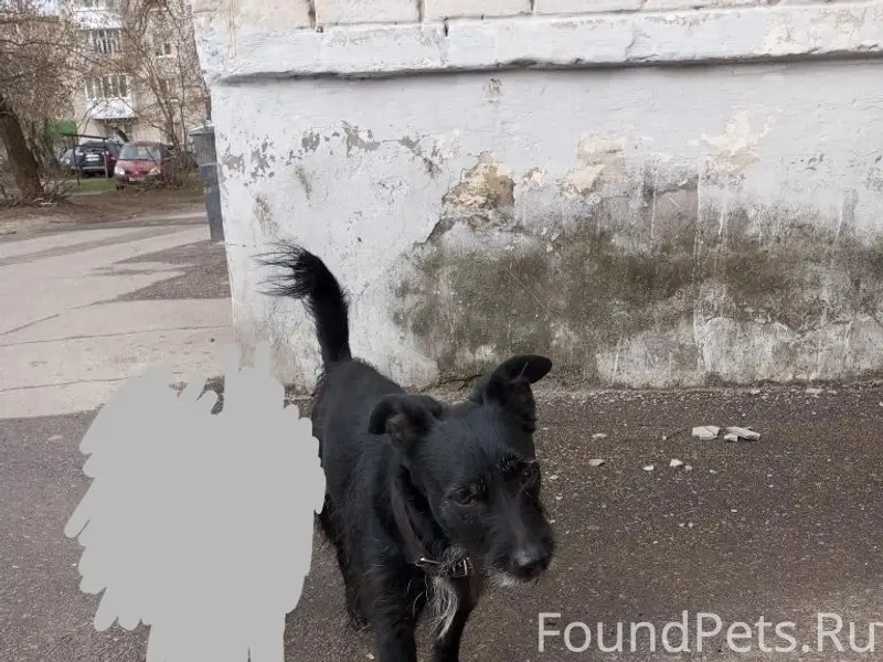 Найден чёрный пёс в ошейнике, ул. Пирогова-Новомосковская