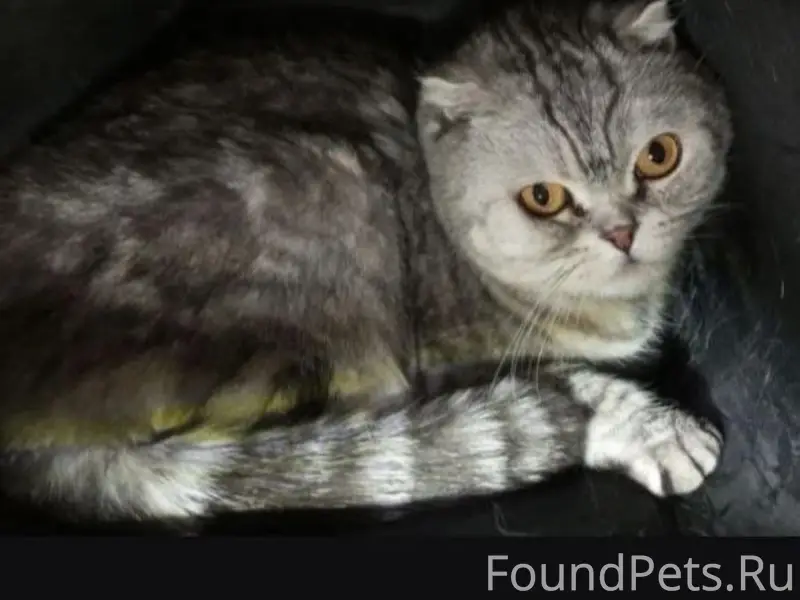 Найдена кошка, ул. Артёма