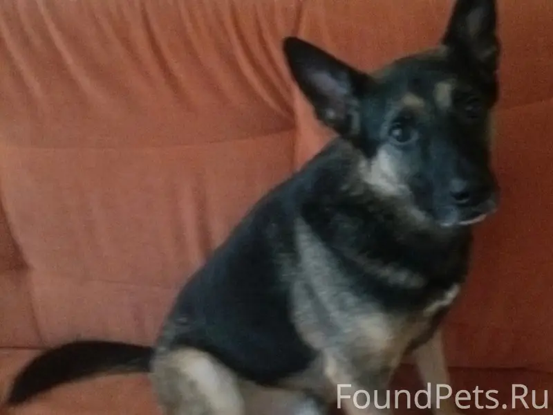 Пропал Рич, собака