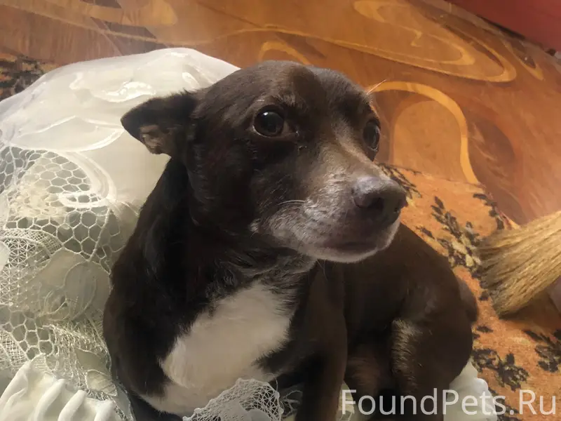 Пропала собака, [место: Вольная, Комсомольская]