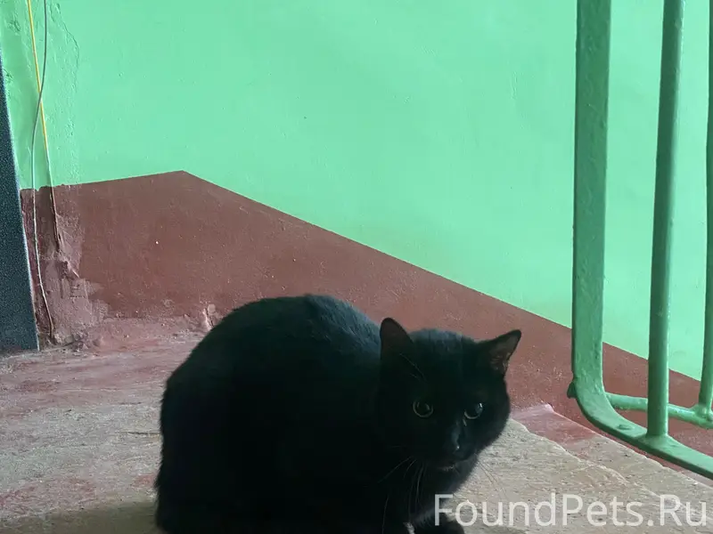 Найден кот, Боровск