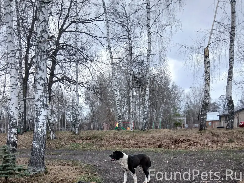 Найден пёс, СНТ Атмосфера (Атлашкино)