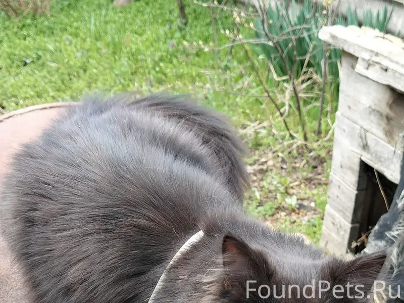 Найдена кошка, Михайловск