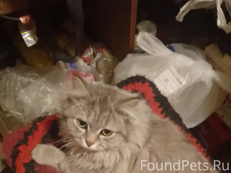 Пропала кошка Соня, район ул. Тарской