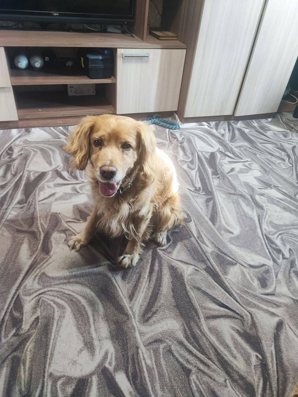 Найден тип собака, г. Иркутск