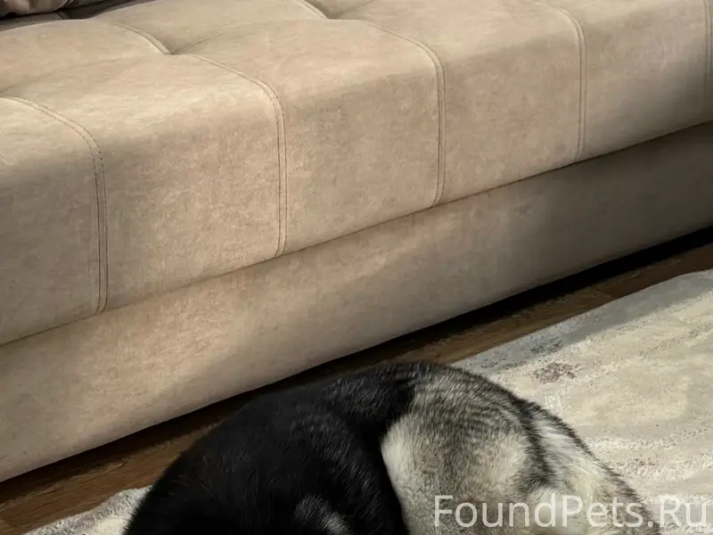 Пропал пёс, район Заря