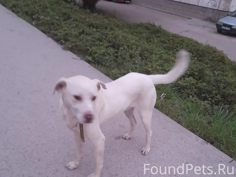 Пропал кобель Беляш, район ост. Лебедя