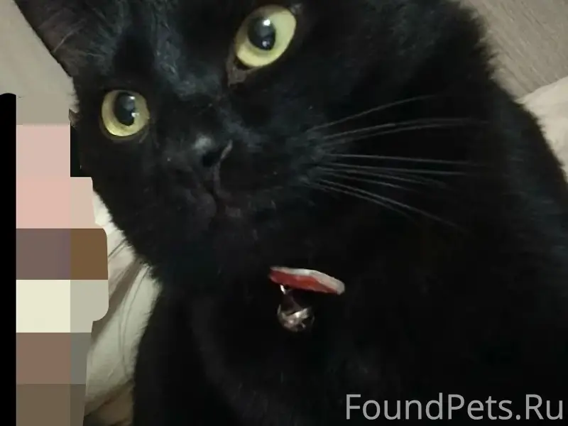 Пропал чёрный кот Стефан, Перевальский район