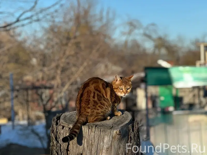 Пропала бенгальская кошка Боня, район Бочманово