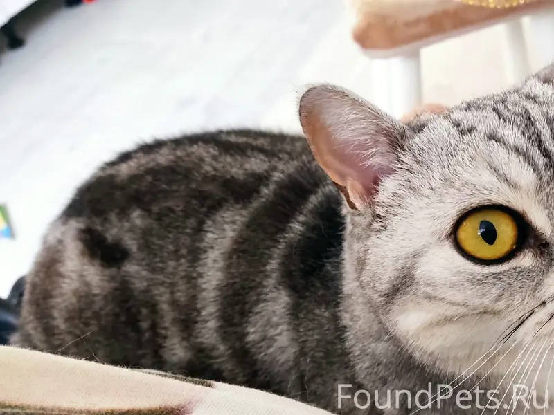 Пропала британка Силя, Старая Станица