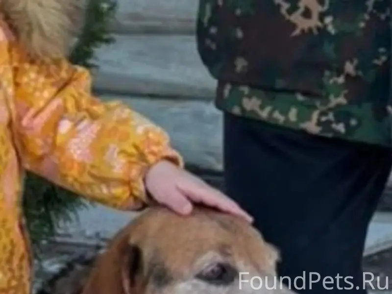 Пропал Сеня, эстонская гончая, Выборг