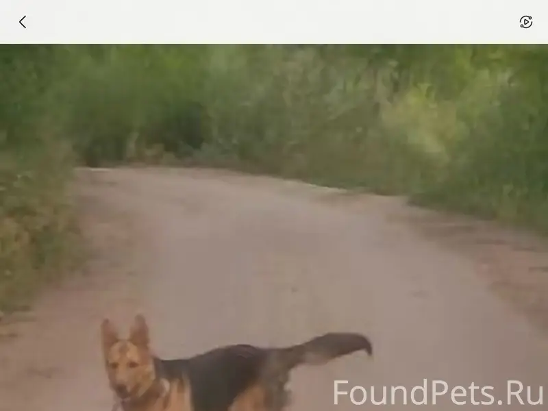 Пропала собака, с. Воскресенка