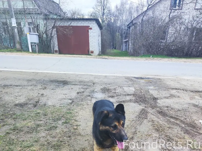 Пропал пёс, Перемилово