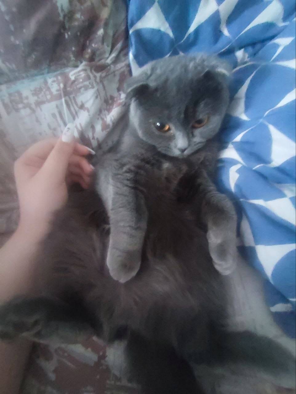 Пропала кошка Дыма