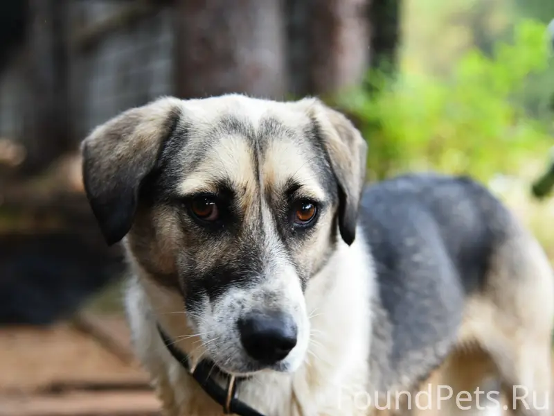 Пропала собака Симка, город Строитель