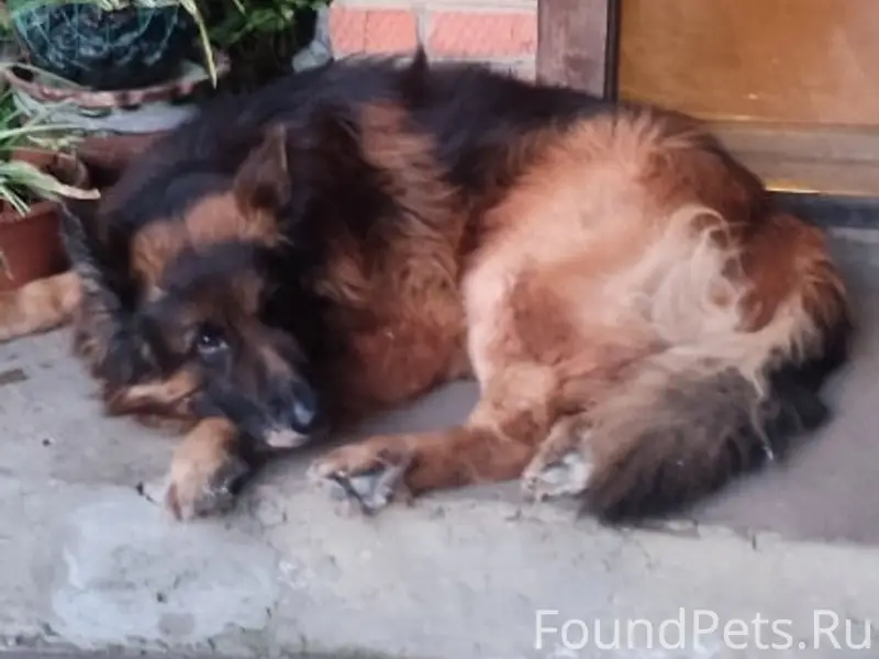 Пропал мальчик-овчарка, Рашпилевская, Дзержинского, Дальняя