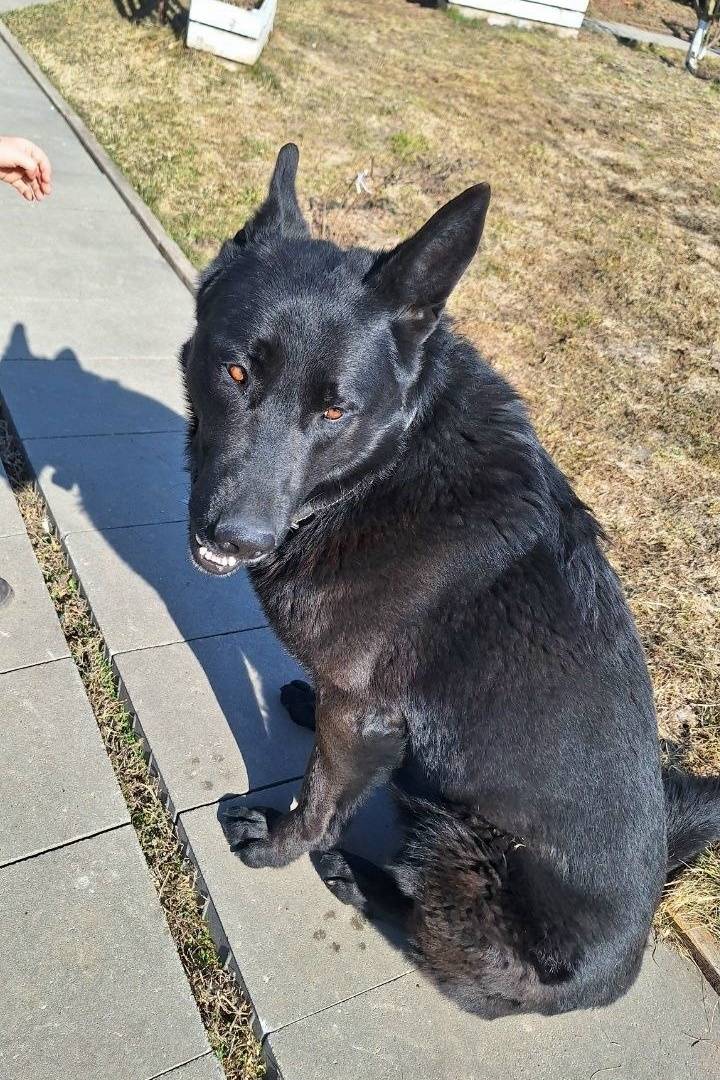 Пропал метис овчарки Тор, трасса М2