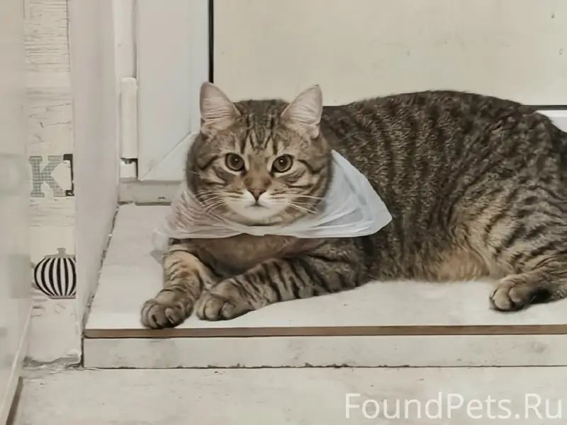 Пропал кот Лео, ул. Максима Горького