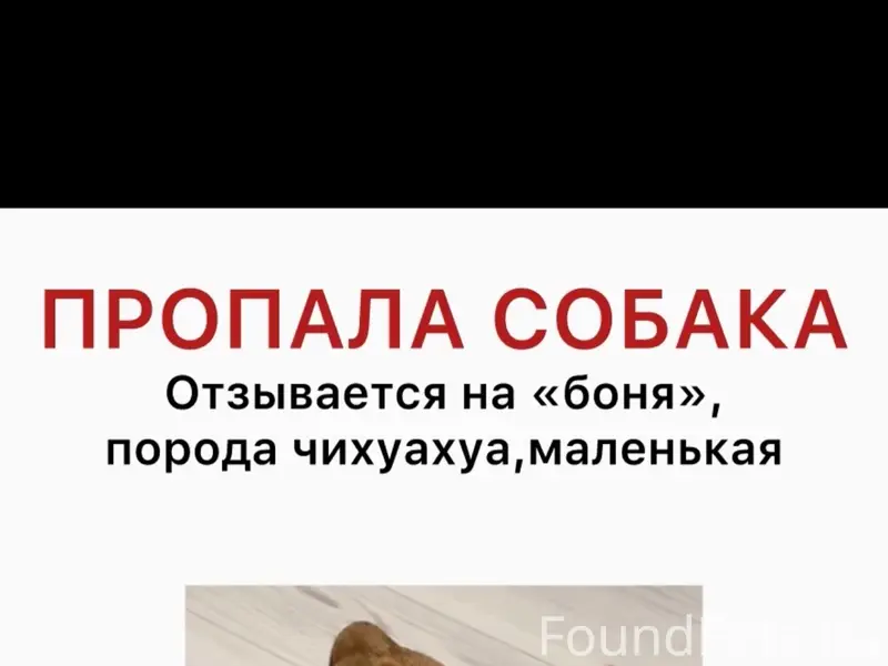 Пропала чихуахуа, рыжая, посёлок Отрадный
