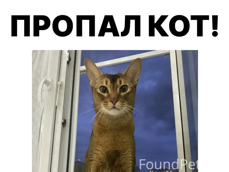 Пропал кот, Москва, ул. Михайлова
