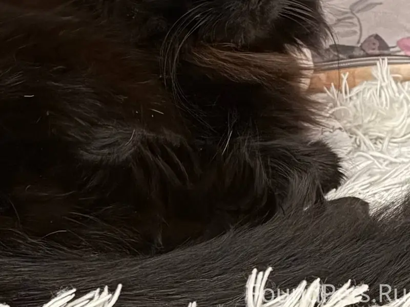 Пропал чёрный кот Сеня, Жодино, район Кузнечный