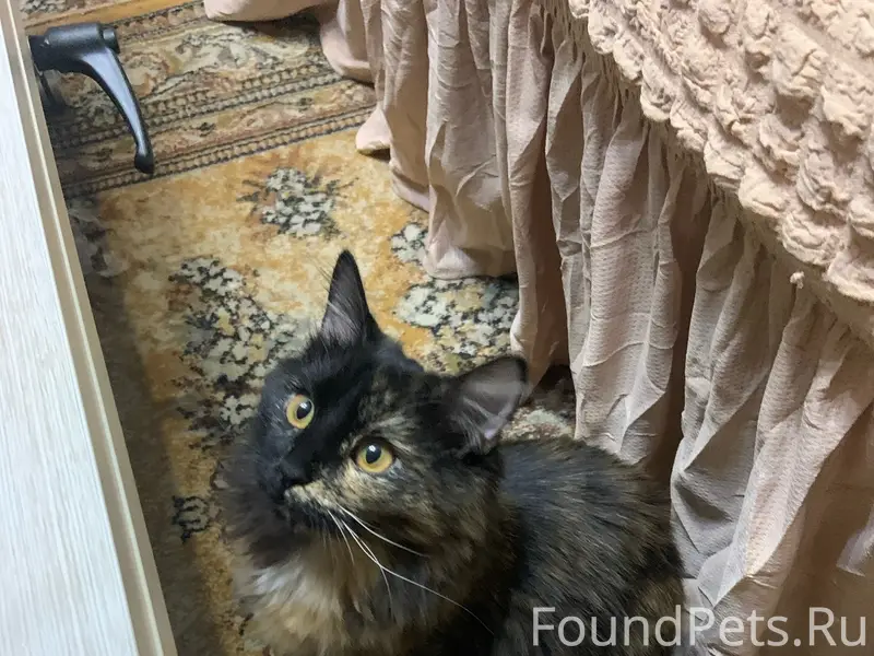 Пропала кошка Рокси, улица Белякова