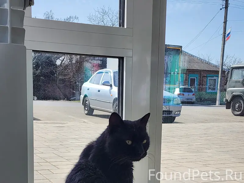 Пропал чёрный кот Черныш, Аксайский район