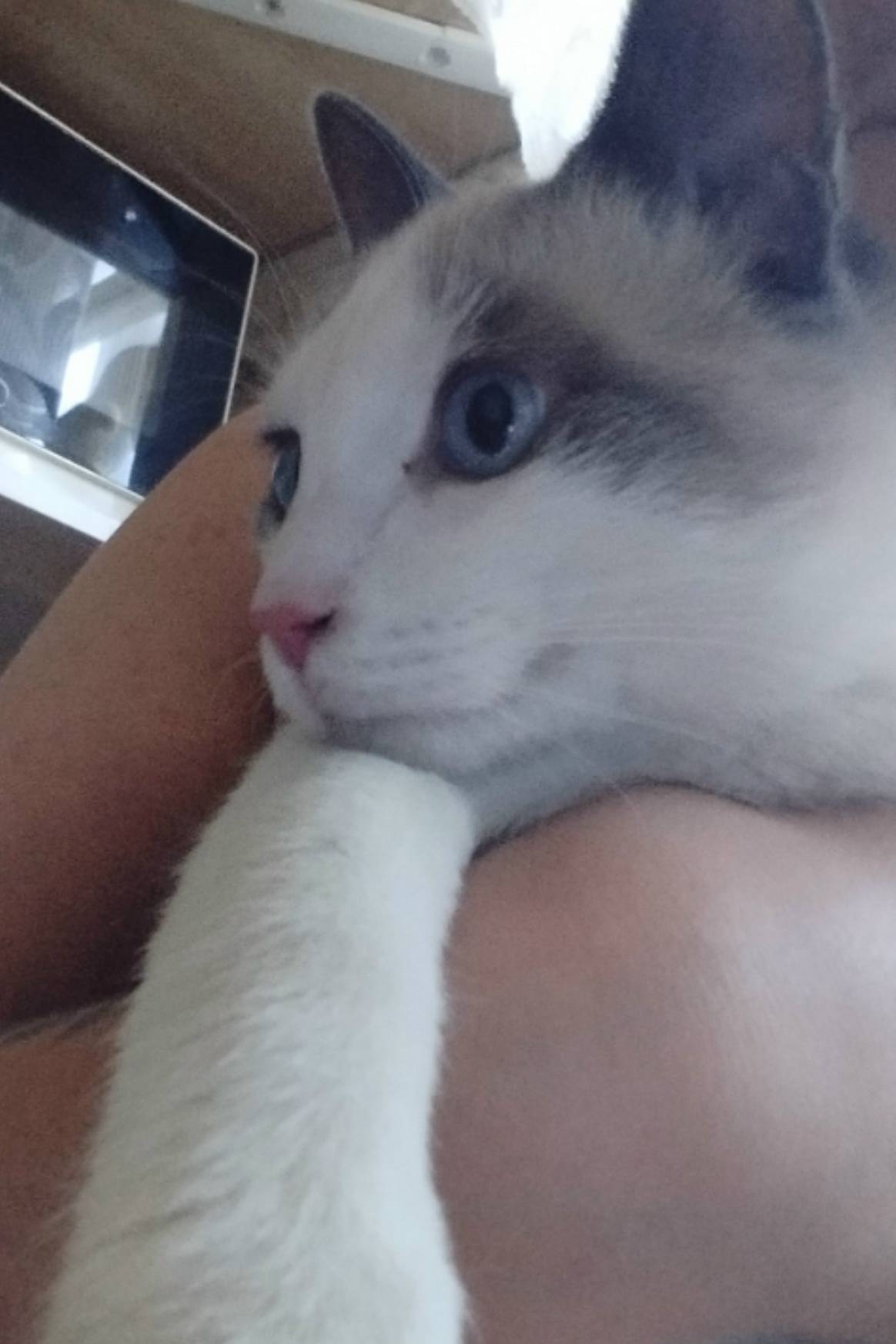 Найден молодой кот светлого окраса, улица Студенческая