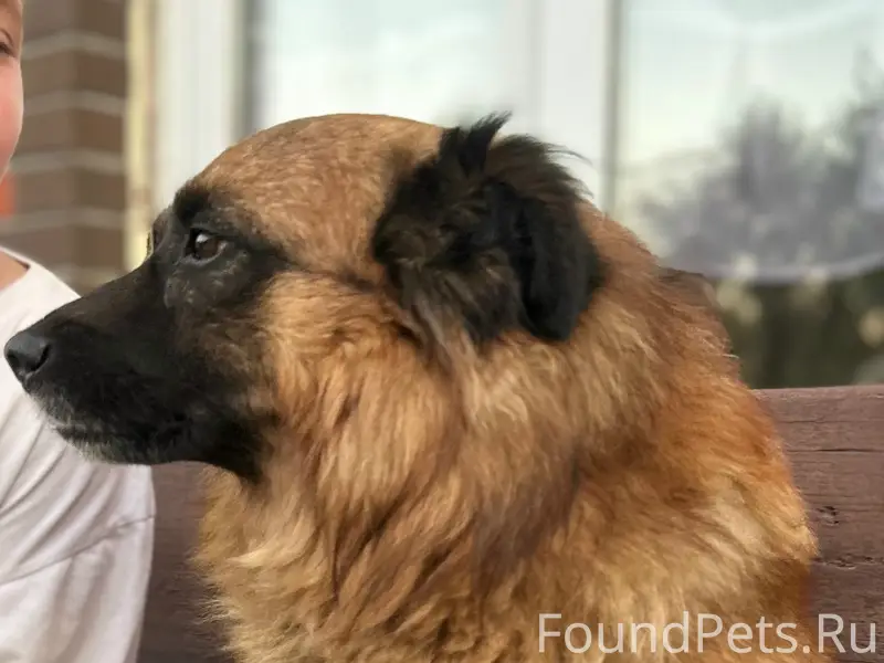 Пропал Малыш, Доропоново (Воротынск)