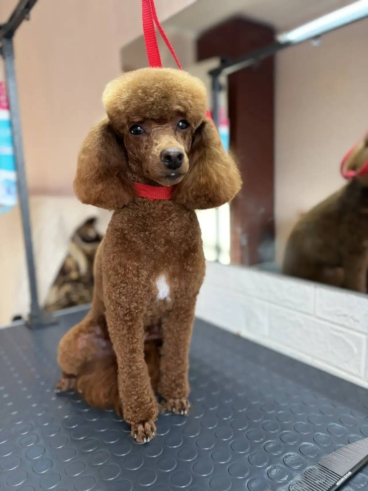 Пропала собака, свяжитесь по номеру 89125784623