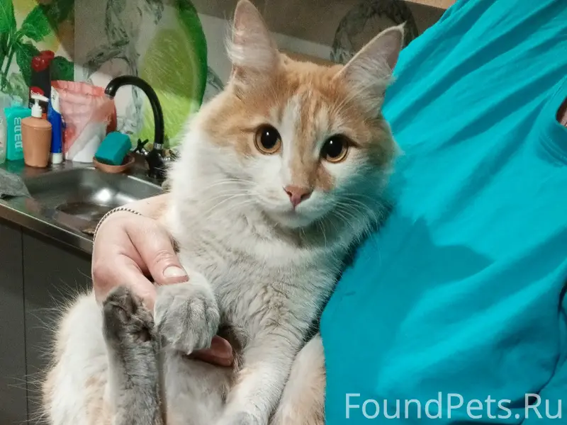 Пропал кот Кеша, нижний рюм