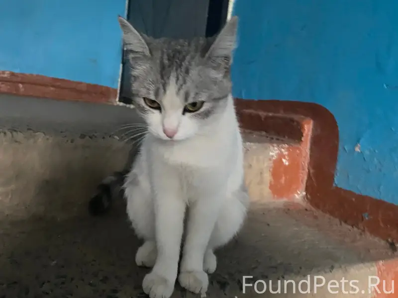 Пропала кошка, около магазина Монетки