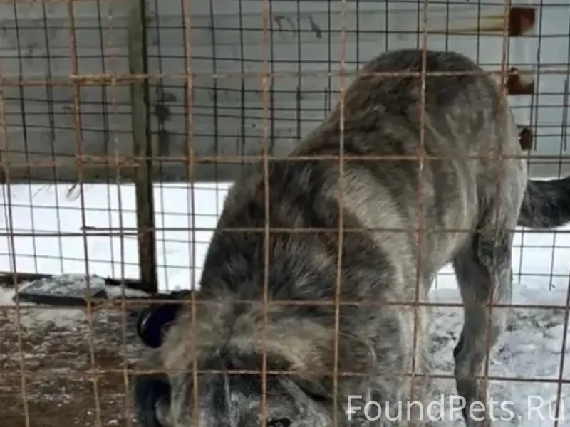 Пропал алабай Тор, район жд станции Всеволожская