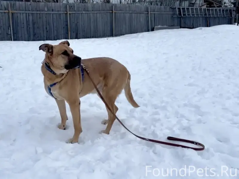 Пропал метис стафа Рыжий, ДНТ Богдановское