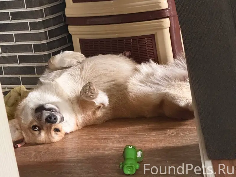 Пропал корги Деви, Кадников, Северный переулок