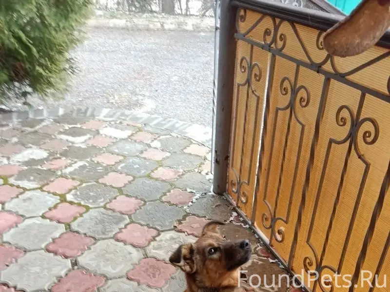 Найден тип собака, д. Варварское