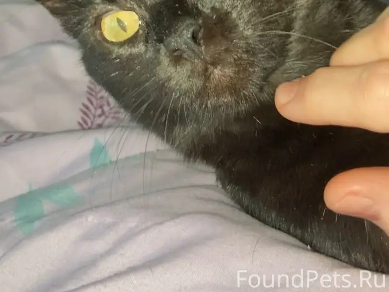 Пропала гладкошёрстная кошка Тучка, Парусный проезд