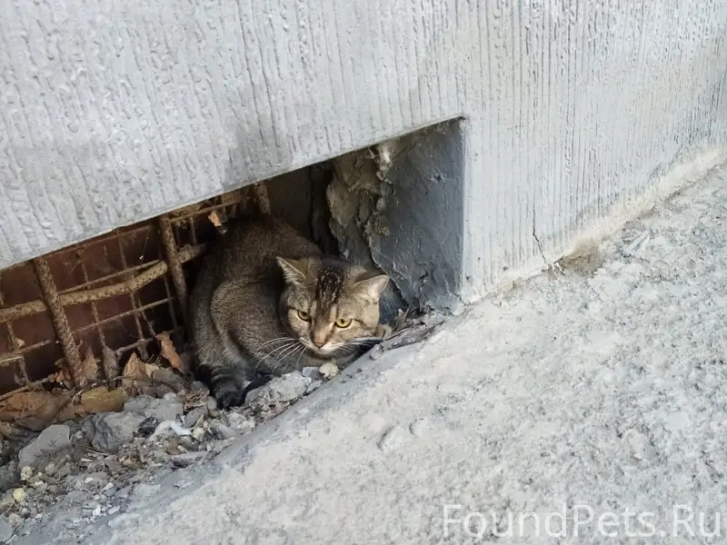 Найден кот, Шило