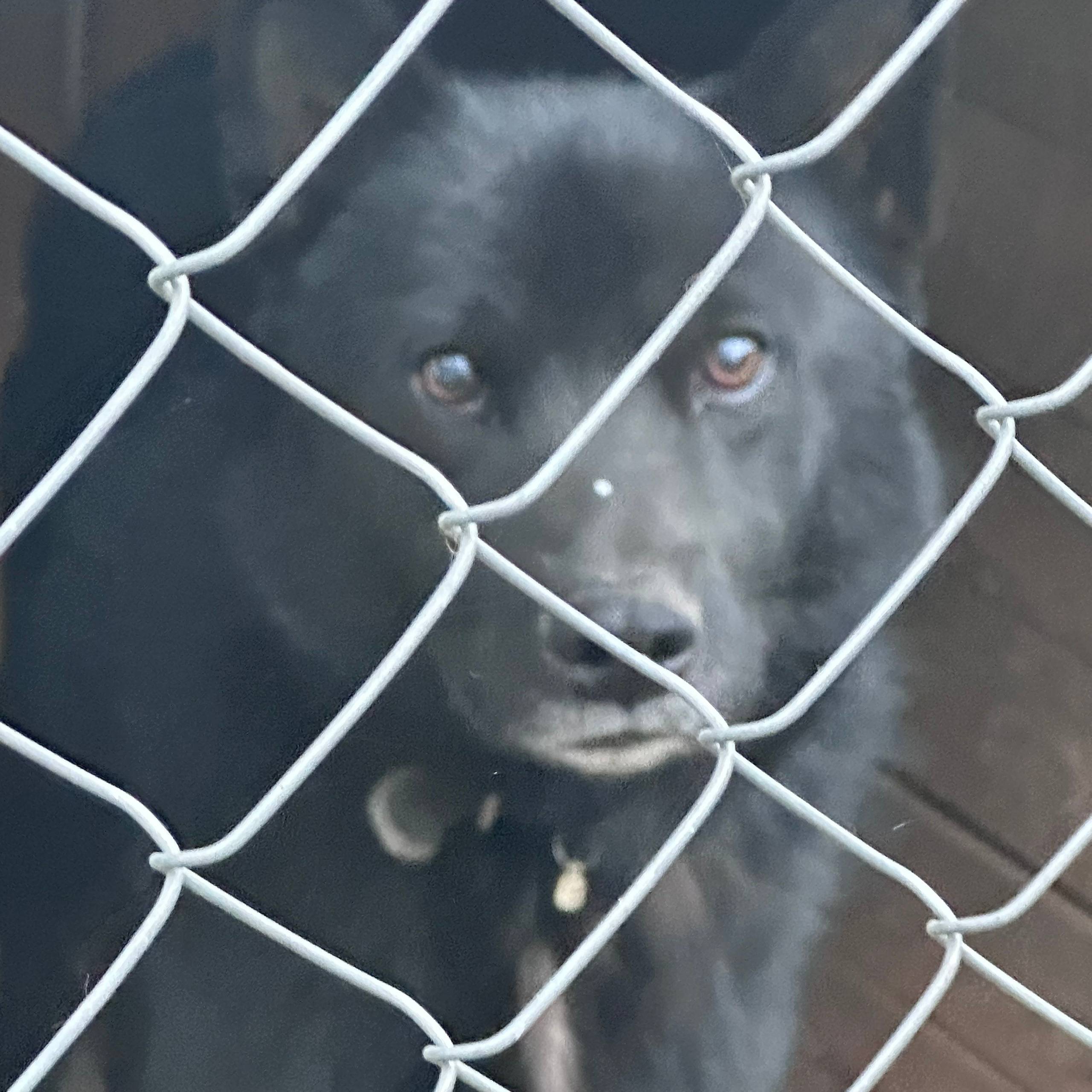 Пропал пёс Сириус, район Турынино-3, Калуга