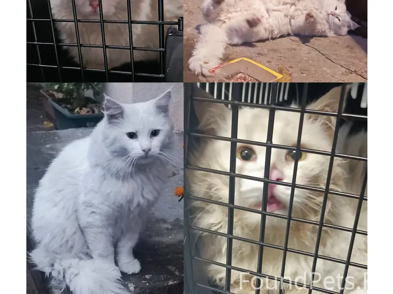 Пропал толстый и пушистый кот, Саратов