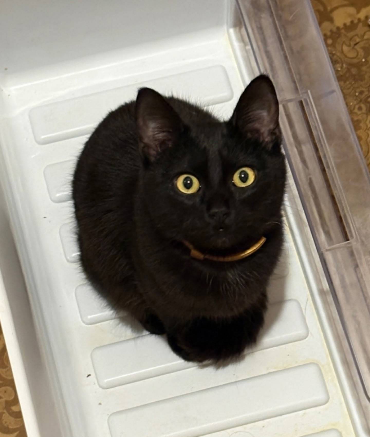 Пропал кот Феликс, район комбинат 43