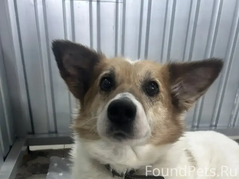 Пропала собака Луна, район Железнодорожной 112Б